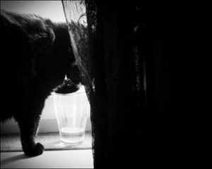 Molly provsmakar vattnet i vattenglaset.